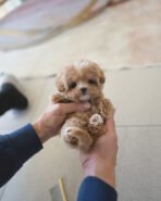 MELINA - FEMALE (PURCHASED by ALI)