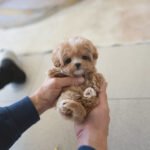 MELINA - FEMALE (PURCHASED by ALI)