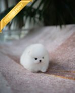 MOCHI - FEMALE (PURCHASED by MADISON)