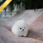 MOCHI - FEMALE (PURCHASED by MADISON)