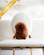 ZIGGY - FEMALE (PURCHASED by LIZA) - Image 4