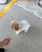 MOLLY - FEMALE (PURCHASED by TINA) - Image 5