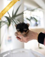 NEW BABIES - FEMALE (PURCHASED by ELISE & CYNTHIA) - Image 5