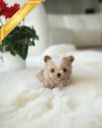 MYLES - MALE (PURCHASED by KIRK)