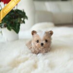 MYLES - MALE (PURCHASED by KIRK)