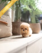 DOLLY - FEMALE (PURCHASED by ANA)