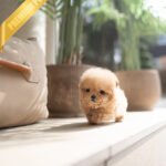 DOLLY - FEMALE (PURCHASED by ANA)