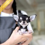 MIMI - FEMALE (PURCHASED by ALEN)