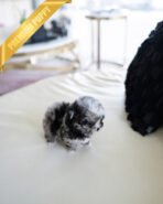 COCO - FEMALE (PURCHASED by ALICIA) - Image 3