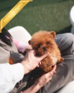 JESSICA - FEMALE (PURCHASED by MARIE) - Image 3