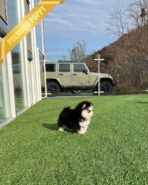 OSCAR - MALE (PURCHASED by HASAN) - Image 6