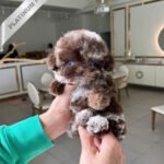 GIZMO - MALE (PURCHASED by GRIGOREVA)