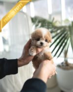 MIA - FEMALE (PURCHASED by RANDY)