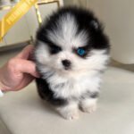 KODA - MALE (PURCHASED by KELLY)