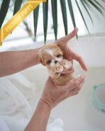 DOLORES - FEMALE (PURCHASED by MARIA)