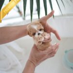 DOLORES - FEMALE (PURCHASED by MARIA)