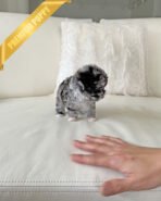 DEXTER - MALE (PURCHASED by CHRISTINE) - Image 3