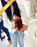 CINNAMON - FEMALE(PURCHAED by LINZ) - Image 4