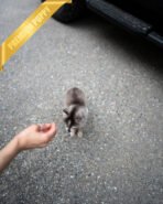 MILO - MALE (PURCHASED by MATT) - Image 5