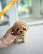 MONTY - MALE (PURCHASED by RT)