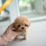 MONTY - MALE (PURCHASED by RT)