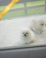 SNOWY - MALE (PURCHASED by ISAAC) - Image 6