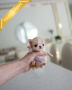 LOLA - FEMALE (PURCHASED by BETH)