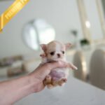 LOLA - FEMALE (PURCHASED by BETH)