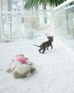 VITO - FEMALE (PURCHASED by ESTEFANIA) - Image 5