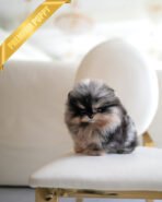 THEO - MALE (PURCHASED by MARIANO)