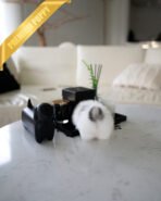 MARLENE - FEMALE (PURCHASED by ALEXANDRE) - Image 4