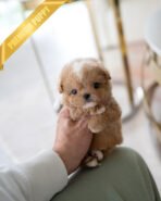 OWEN - MALE (PURCHASED by GERADO)