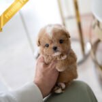 OWEN - MALE (PURCHASED by GERADO)