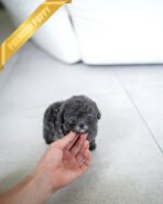 COCO - FEMALE (PURCHASED by ALEX) - Image 3