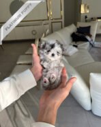 MELINA - FEMALE (PURCHASED by BRYAN) - Image 4