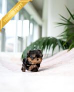 ZIGGY - MALE (PURCHASED by ANONYMITY)