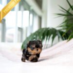 ZIGGY - MALE (PURCHASED by ANONYMITY)