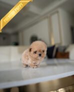 OLIVIA - FEMALE (PURCHASED by ANONYMOUS) - Image 4