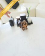 MILO - MALE (PURCAHSED by ANTHONY) - Image 2