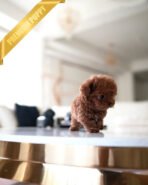 OLIVER - MALE (PURCHASED by DEBORA) - Image 5