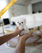 HANA - FEMALE  (PURCHASED by ELENA)