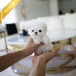 HANA - FEMALE  (PURCHASED by ELENA)