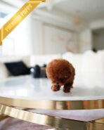 COCO - FEMALE (PURCHASED by CHO) - Image 3