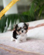 BRUNO - MALE (PURCHASED by NATASHA) - Image 2