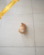 FIDO - MALE (PURCHASED by DUYGU) - Image 9