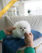 TAYLOR - FEMALE (PURCHASED by KARLA)