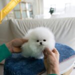 TAYLOR - FEMALE (PURCHASED by KARLA)