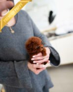 DAPHNE - FEMALE (PURCHASED by THERESA) - Image 2