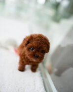 STELLA - FEMALE (PURCHASED by JESSICA) - Image 4