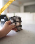 LUNA - FEMALE (PURCHASED by ESTHER) - Image 2